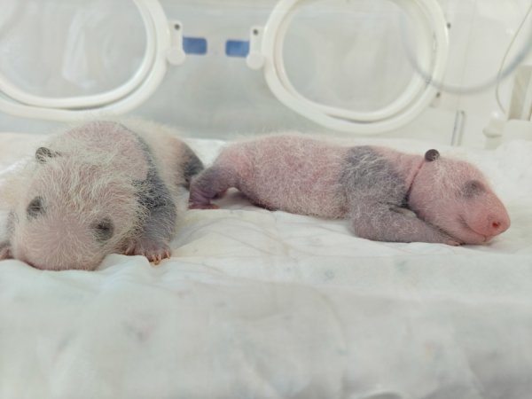 优配配件助手 生了，龙凤胎！上海首次迎来一对“子二代”，萌萌哒太可爱了